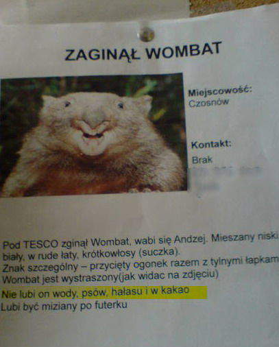 Czo ten wombat