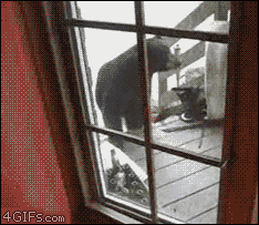 Kot vs Niedźwiedź 2