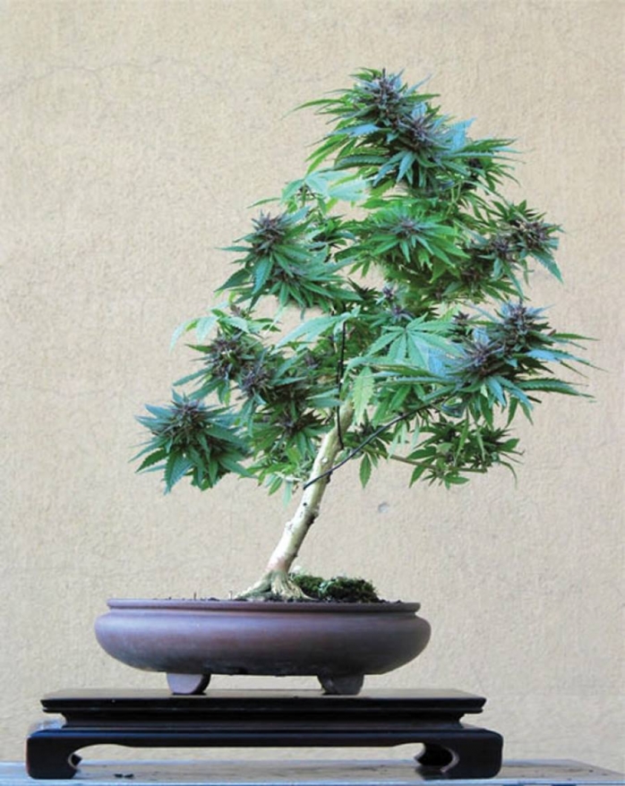 małe bonsai